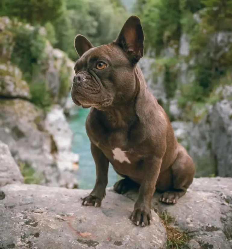 Max - French Bulldog puppy