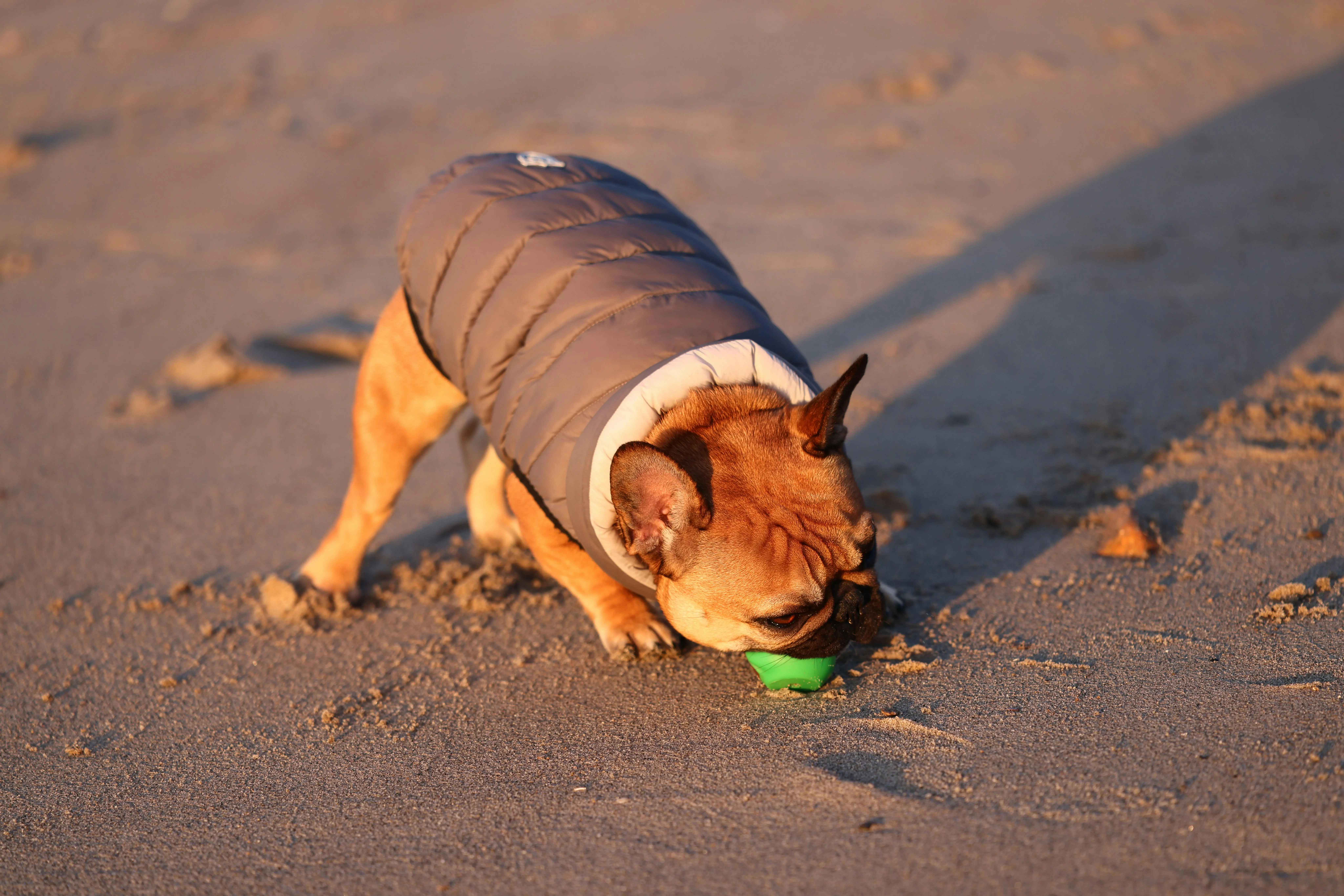 French Bulldog playing at the beach