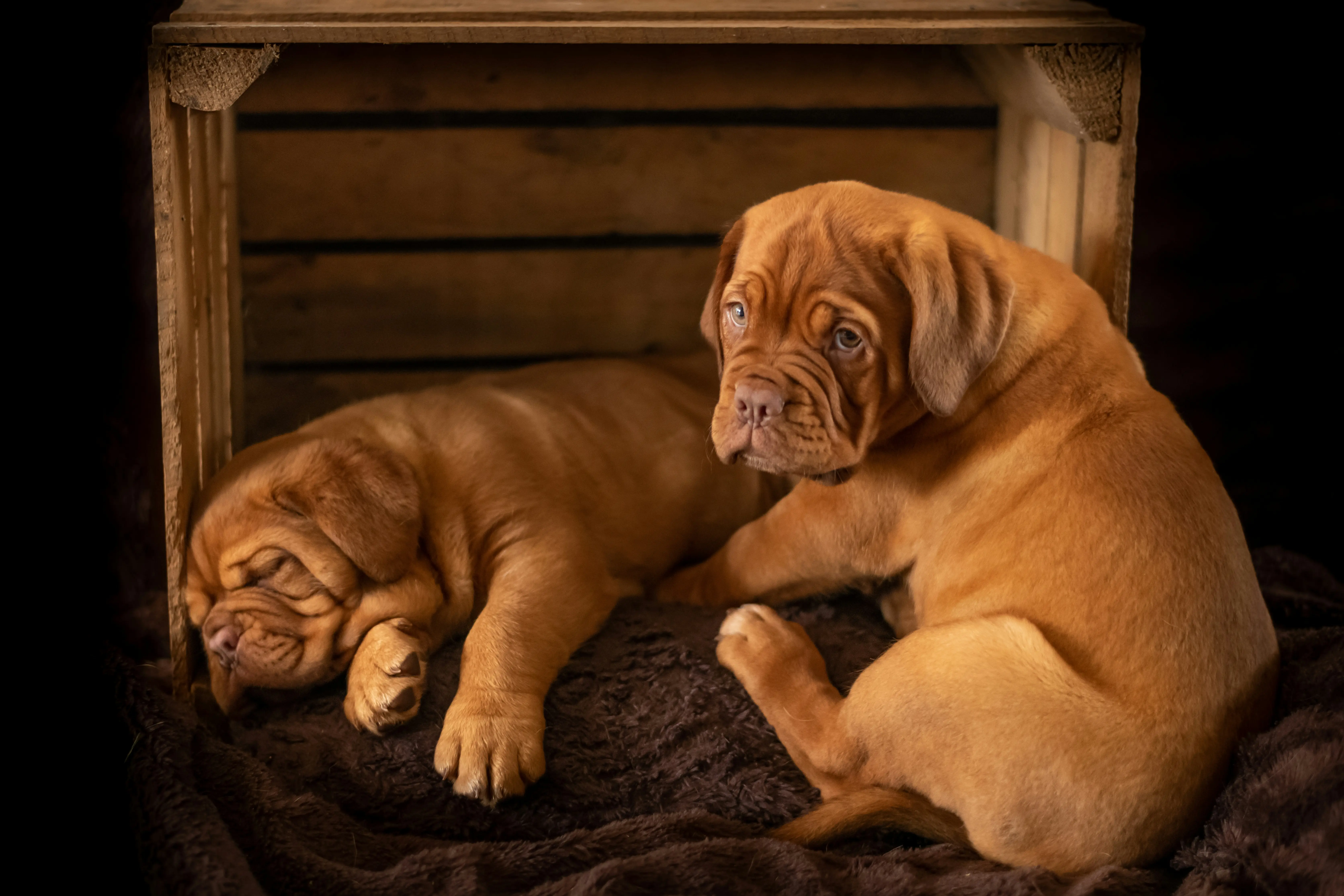 Two adorable French Bulldog puppies
