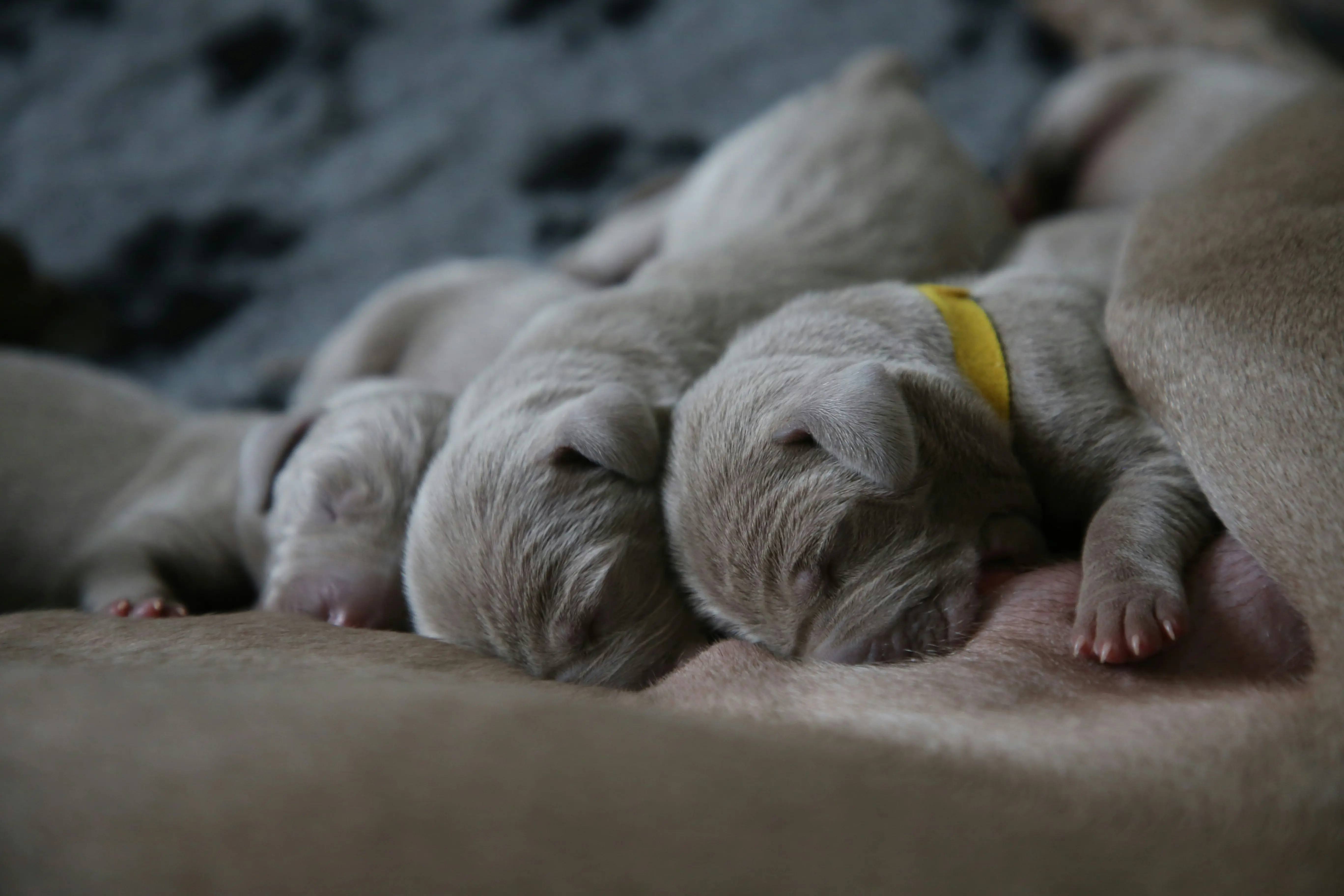 Family of French Bulldogs