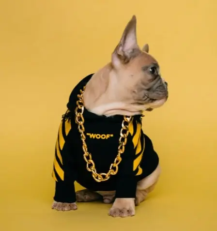 Stiven - Puppy Stiven likes photoshoot