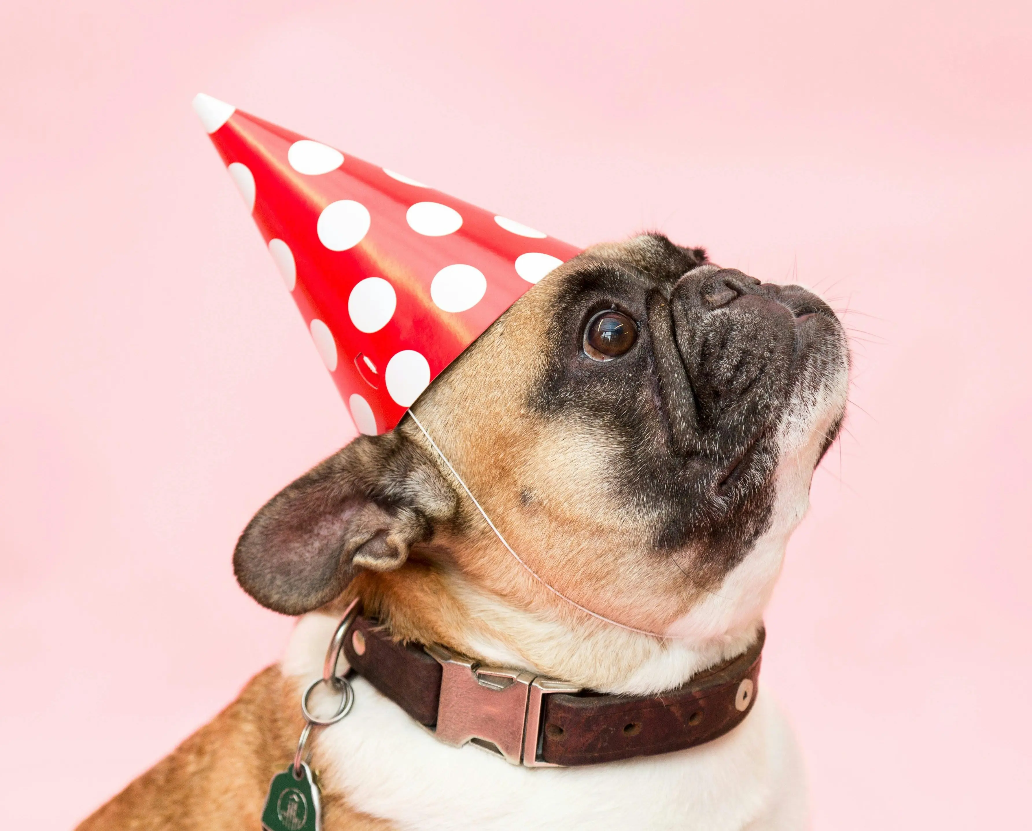 Billy - bull putting on Christmas hat