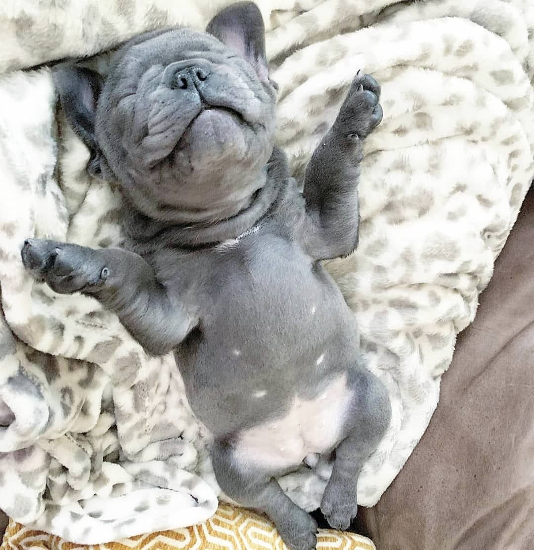 Nick - bulldog feeding time