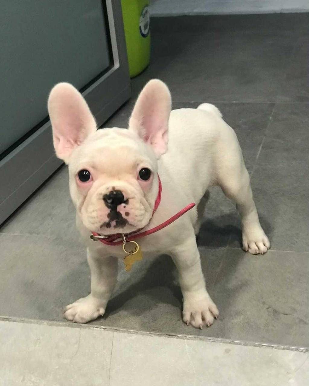 Clark the French Bulldog