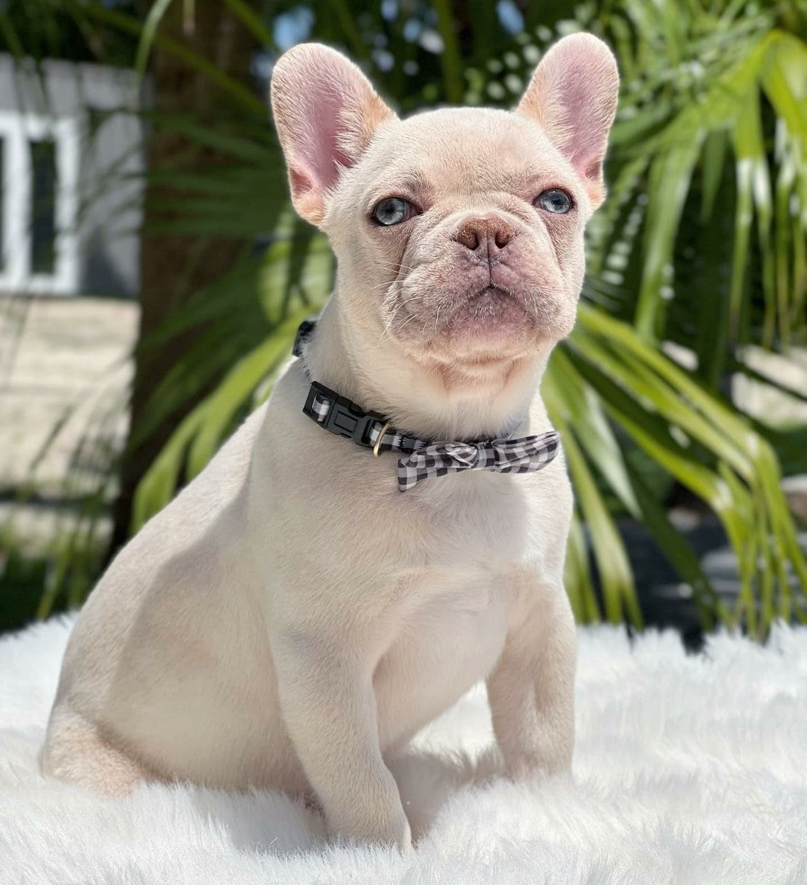 Nelly - little Frenchie standing firm in dawn