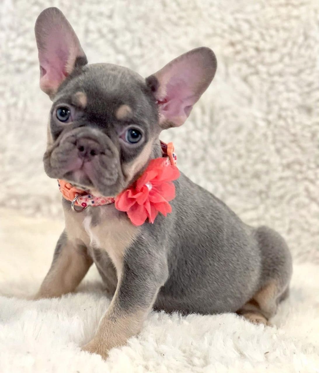 Malvin the French Bulldog