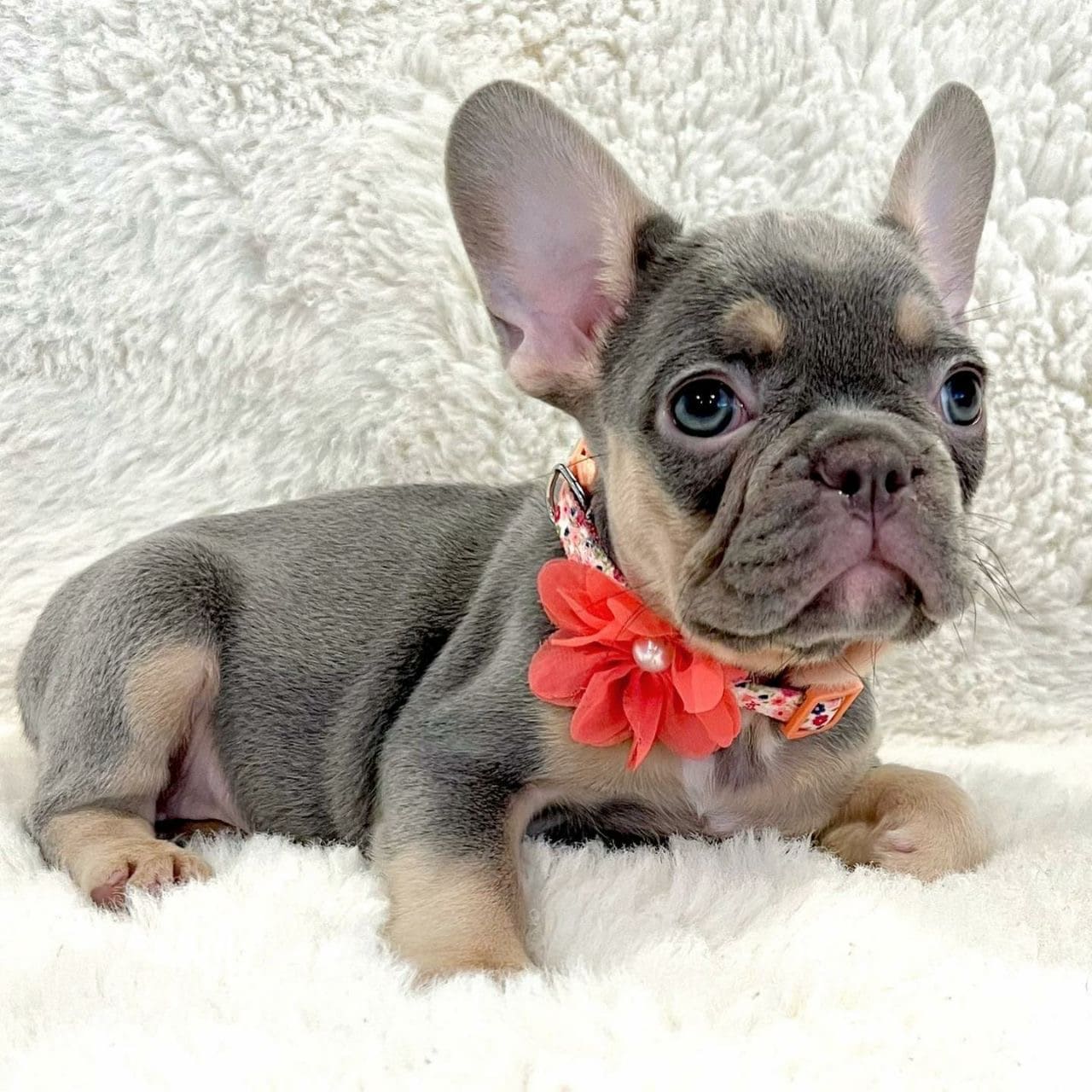 Melvin - puppy likes camera, always ready for the camera